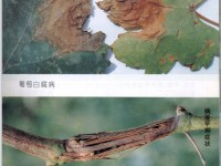 葡萄白腐病的发生规律及其防治