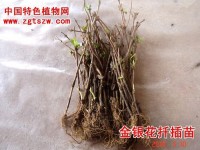 金银花插条育苗及高产措施