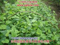 (原创)老师,您与大山给了我多彩植物世界！