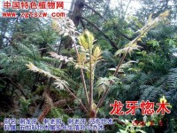 辽东楤木（刺老芽 ）