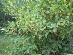 供应-湖南桂花-湖南罗汉松、-湖南毛杜鹃图2