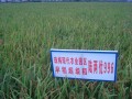 金灿灿的稻谷