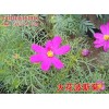 供应大花矮牵牛种子