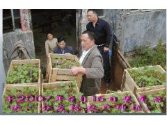 红地球苗木图3