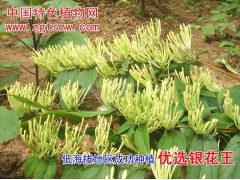 特级花王金银花苗木图2