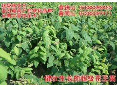 特级花王金银花苗木图3
