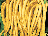 珍稀特色菜豆－黄金豆角（彩图）