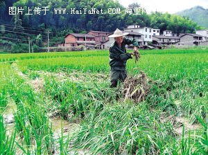稻田种竹荪