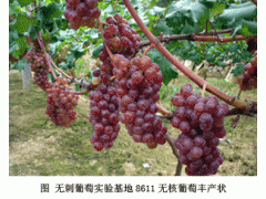 特抗葡萄品种与技术图2