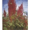 籽粒苋种子又名西粘谷猪苋菜等
