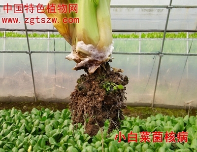 小白菜菌核病（绿一佳农业网（原中国特色植物网） 曾玉华摄影）