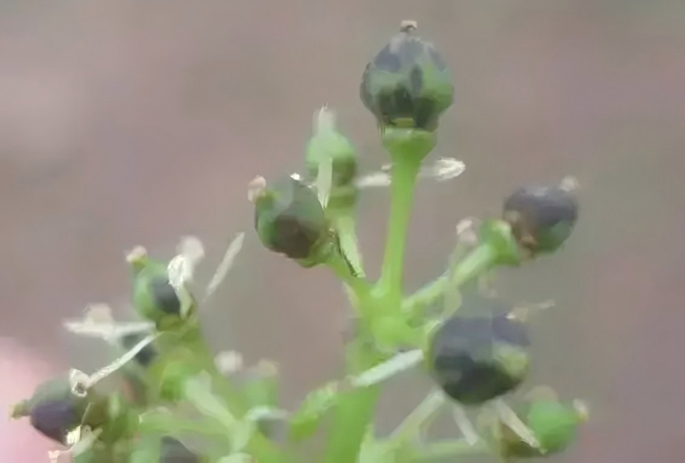 绿盲蝽为害幼果