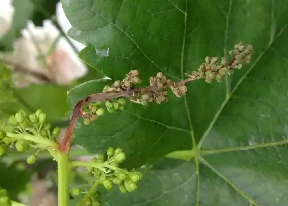 穗轴褐枯病果穗