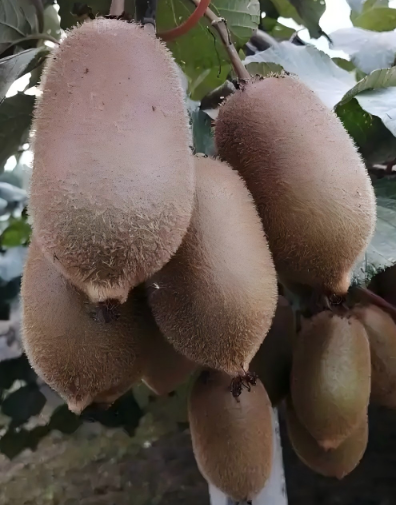 微信图片_2025-11-30_225356_908