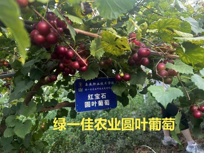 微信图片_20251222162100_688_409(1)